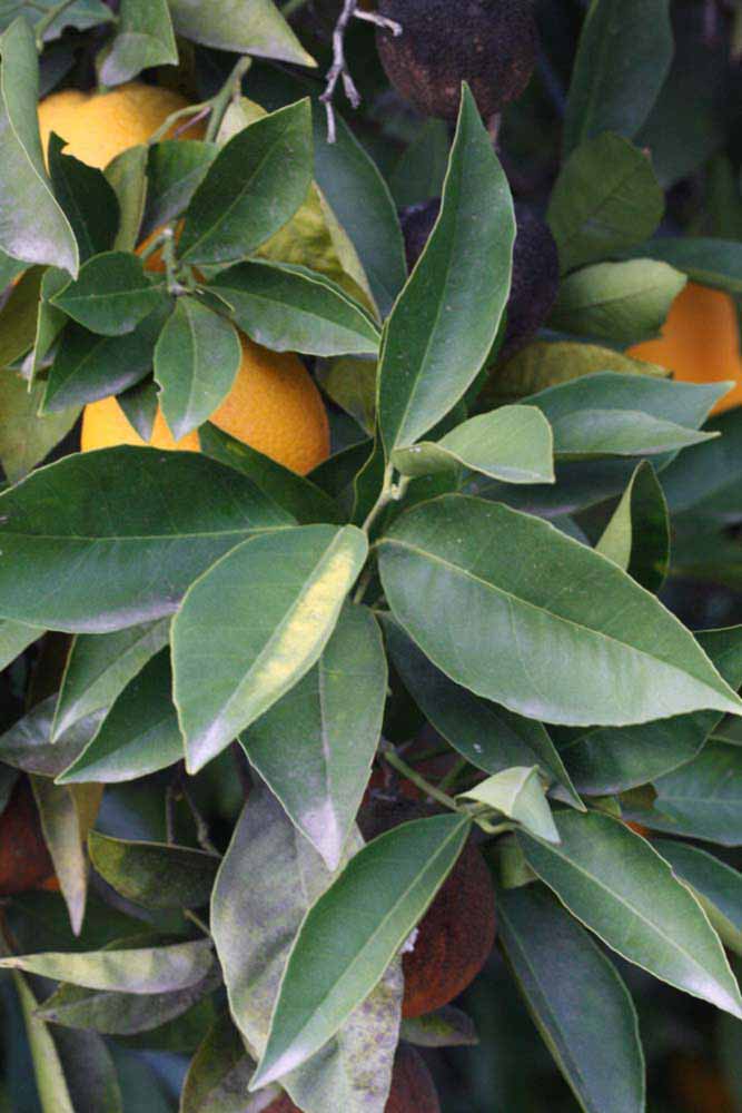            Sun leaves (Riverside, CA)   